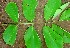 ( - BioBot00886)  @11 [ ] CreativeCommons - Attribution Non-Commercial Share-Alike (2010) Daniel H. Janzen Guanacaste Dry Forest Conservation Fund