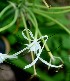  (Hymenocallis littoralis - BioBot00887)  @11 [ ] CreativeCommons - Attribution Non-Commercial Share-Alike (2010) Daniel H. Janzen Guanacaste Dry Forest Conservation Fund