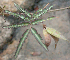  ( - BioBot00958)  @11 [ ] CreativeCommons - Attribution Non-Commercial Share-Alike (2010) Daniel H. Janzen Guanacaste Dry Forest Conservation Fund