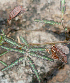  ( - BioBot00958)  @11 [ ] CreativeCommons - Attribution Non-Commercial Share-Alike (2010) Daniel H. Janzen Guanacaste Dry Forest Conservation Fund