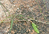  ( - BioBot00958)  @11 [ ] CreativeCommons - Attribution Non-Commercial Share-Alike (2010) Daniel H. Janzen Guanacaste Dry Forest Conservation Fund