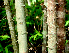  (Pithecellobium bipinnatum - BioBot00962)  @11 [ ] CreativeCommons - Attribution Non-Commercial Share-Alike (2010) Daniel H. Janzen Guanacaste Dry Forest Conservation Fund