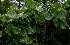  ( - BioBot01018)  @11 [ ] CreativeCommons - Attribution Non-Commercial Share-Alike (2010) Daniel H. Janzen Guanacaste Dry Forest Conservation Fund