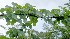 ( - BioBot01018)  @11 [ ] CreativeCommons - Attribution Non-Commercial Share-Alike (2010) Daniel H. Janzen Guanacaste Dry Forest Conservation Fund