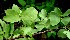  ( - BioBot01019)  @11 [ ] CreativeCommons - Attribution Non-Commercial Share-Alike (2010) Daniel H. Janzen Guanacaste Dry Forest Conservation Fund