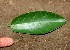  ( - BioBot01038)  @11 [ ] CreativeCommons - Attribution Non-Commercial Share-Alike (2010) Daniel H. Janzen Guanacaste Dry Forest Conservation Fund