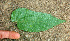  (Muntigia - BioBot01083)  @11 [ ] CreativeCommons - Attribution Non-Commercial Share-Alike (2010) Daniel H. Janzen Guanacaste Dry Forest Conservation Fund