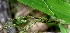  ( - BioBot01091)  @11 [ ] CreativeCommons - Attribution Non-Commercial Share-Alike (2010) Daniel H. Janzen Guanacaste Dry Forest Conservation Fund