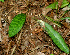  ( - BioBot01112)  @11 [ ] CreativeCommons - Attribution Non-Commercial Share-Alike (2010) Daniel H. Janzen Guanacaste Dry Forest Conservation Fund