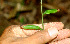  ( - BioBot01112)  @11 [ ] CreativeCommons - Attribution Non-Commercial Share-Alike (2010) Daniel H. Janzen Guanacaste Dry Forest Conservation Fund