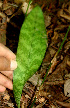  ( - BioBot01112)  @11 [ ] CreativeCommons - Attribution Non-Commercial Share-Alike (2010) Daniel H. Janzen Guanacaste Dry Forest Conservation Fund