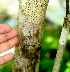  ( - BioBot01116)  @11 [ ] CreativeCommons - Attribution Non-Commercial Share-Alike (2010) Daniel H. Janzen Guanacaste Dry Forest Conservation Fund