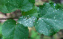  ( - BioBot01116)  @11 [ ] CreativeCommons - Attribution Non-Commercial Share-Alike (2010) Daniel H. Janzen Guanacaste Dry Forest Conservation Fund