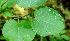  ( - BioBot01116)  @11 [ ] CreativeCommons - Attribution Non-Commercial Share-Alike (2010) Daniel H. Janzen Guanacaste Dry Forest Conservation Fund