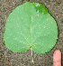  ( - BioBot01116)  @11 [ ] CreativeCommons - Attribution Non-Commercial Share-Alike (2010) Daniel H. Janzen Guanacaste Dry Forest Conservation Fund