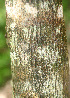  ( - BioBot01117)  @11 [ ] CreativeCommons - Attribution Non-Commercial Share-Alike (2010) Daniel H. Janzen Guanacaste Dry Forest Conservation Fund
