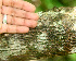  ( - BioBot01117)  @11 [ ] CreativeCommons - Attribution Non-Commercial Share-Alike (2010) Daniel H. Janzen Guanacaste Dry Forest Conservation Fund