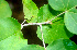  ( - BioBot01117)  @11 [ ] CreativeCommons - Attribution Non-Commercial Share-Alike (2010) Daniel H. Janzen Guanacaste Dry Forest Conservation Fund