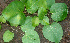  ( - BioBot01117)  @11 [ ] CreativeCommons - Attribution Non-Commercial Share-Alike (2010) Daniel H. Janzen Guanacaste Dry Forest Conservation Fund