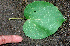  ( - BioBot01117)  @11 [ ] CreativeCommons - Attribution Non-Commercial Share-Alike (2010) Daniel H. Janzen Guanacaste Dry Forest Conservation Fund