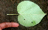  ( - BioBot01117)  @11 [ ] CreativeCommons - Attribution Non-Commercial Share-Alike (2010) Daniel H. Janzen Guanacaste Dry Forest Conservation Fund