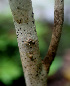  ( - BioBot01118)  @11 [ ] CreativeCommons - Attribution Non-Commercial Share-Alike (2010) Daniel H. Janzen Guanacaste Dry Forest Conservation Fund