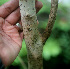  ( - BioBot01118)  @11 [ ] CreativeCommons - Attribution Non-Commercial Share-Alike (2010) Daniel H. Janzen Guanacaste Dry Forest Conservation Fund