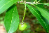  ( - BioBot01131)  @11 [ ] CreativeCommons - Attribution Non-Commercial Share-Alike (2010) Daniel H. Janzen Guanacaste Dry Forest Conservation Fund