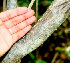  ( - BioBot01132)  @11 [ ] CreativeCommons - Attribution Non-Commercial Share-Alike (2010) Daniel H. Janzen Guanacaste Dry Forest Conservation Fund