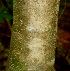  ( - BioBot01144)  @11 [ ] CreativeCommons - Attribution Non-Commercial Share-Alike (2010) Daniel H. Janzen Guanacaste Dry Forest Conservation Fund