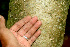  ( - BioBot01144)  @11 [ ] CreativeCommons - Attribution Non-Commercial Share-Alike (2010) Daniel H. Janzen Guanacaste Dry Forest Conservation Fund