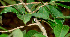  ( - BioBot01144)  @11 [ ] CreativeCommons - Attribution Non-Commercial Share-Alike (2010) Daniel H. Janzen Guanacaste Dry Forest Conservation Fund
