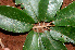  ( - BioBot01144)  @11 [ ] CreativeCommons - Attribution Non-Commercial Share-Alike (2010) Daniel H. Janzen Guanacaste Dry Forest Conservation Fund
