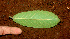  ( - BioBot01144)  @11 [ ] CreativeCommons - Attribution Non-Commercial Share-Alike (2010) Daniel H. Janzen Guanacaste Dry Forest Conservation Fund