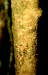  ( - BioBot01145)  @11 [ ] CreativeCommons - Attribution Non-Commercial Share-Alike (2010) Daniel H. Janzen Guanacaste Dry Forest Conservation Fund