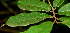  ( - BioBot01145)  @11 [ ] CreativeCommons - Attribution Non-Commercial Share-Alike (2010) Daniel H. Janzen Guanacaste Dry Forest Conservation Fund
