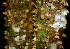  (Zanthoxylum setulosum - BioBot01146)  @11 [ ] CreativeCommons - Attribution Non-Commercial Share-Alike (2010) Daniel H. Janzen Guanacaste Dry Forest Conservation Fund