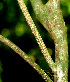  (Quassia amara - BioBot01161)  @11 [ ] CreativeCommons - Attribution Non-Commercial Share-Alike (2010) Daniel H. Janzen Guanacaste Dry Forest Conservation Fund