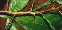  ( - BioBot01161)  @11 [ ] CreativeCommons - Attribution Non-Commercial Share-Alike (2010) Daniel H. Janzen Guanacaste Dry Forest Conservation Fund