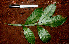  ( - BioBot01161)  @11 [ ] CreativeCommons - Attribution Non-Commercial Share-Alike (2010) Daniel H. Janzen Guanacaste Dry Forest Conservation Fund