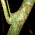  ( - BioBot01162)  @11 [ ] CreativeCommons - Attribution Non-Commercial Share-Alike (2010) Daniel H. Janzen Guanacaste Dry Forest Conservation Fund