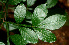  ( - BioBot01162)  @11 [ ] CreativeCommons - Attribution Non-Commercial Share-Alike (2010) Daniel H. Janzen Guanacaste Dry Forest Conservation Fund