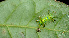  ( - BioBot01162)  @11 [ ] CreativeCommons - Attribution Non-Commercial Share-Alike (2010) Daniel H. Janzen Guanacaste Dry Forest Conservation Fund