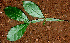  ( - BioBot01162)  @11 [ ] CreativeCommons - Attribution Non-Commercial Share-Alike (2010) Daniel H. Janzen Guanacaste Dry Forest Conservation Fund
