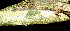  ( - BioBot01163)  @11 [ ] CreativeCommons - Attribution Non-Commercial Share-Alike (2010) Daniel H. Janzen Guanacaste Dry Forest Conservation Fund