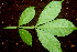  ( - BioBot01163)  @11 [ ] CreativeCommons - Attribution Non-Commercial Share-Alike (2010) Daniel H. Janzen Guanacaste Dry Forest Conservation Fund
