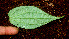  ( - BioBot01164)  @11 [ ] CreativeCommons - Attribution Non-Commercial Share-Alike (2010) Daniel H. Janzen Guanacaste Dry Forest Conservation Fund