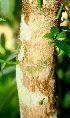  ( - BioBot01173)  @11 [ ] CreativeCommons - Attribution Non-Commercial Share-Alike (2010) Daniel H. Janzen Guanacaste Dry Forest Conservation Fund