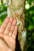  ( - BioBot01173)  @11 [ ] CreativeCommons - Attribution Non-Commercial Share-Alike (2010) Daniel H. Janzen Guanacaste Dry Forest Conservation Fund