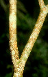  ( - BioBot01174)  @11 [ ] CreativeCommons - Attribution Non-Commercial Share-Alike (2010) Daniel H. Janzen Guanacaste Dry Forest Conservation Fund